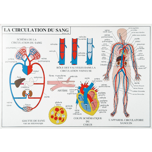 #DIGESTION CIRCULATION DU SANG - CARTE PLASTIFIÉE